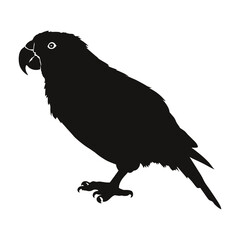 Poster - Poicephalus Parrot Silhouette