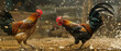 Two vibrant roosters mid-fight, feathers ruffled, amidst a dynamic, dust-filled atmosphere.