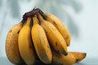 Banana, golden banana, fruit background, banana background