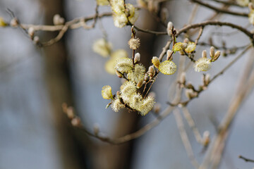 Poster - Winter tree flowers