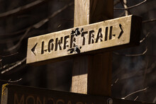 This Is An Image Of A Trail Markers Showing Hikers The Way To Go. The Brown Signage Marking The Trails In The Wooded Area. This Indicator Is Up To Help People From Getting Lost.