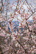 Blossoming almond tree on the background of mountains in spring. Close-up. Selective focus.