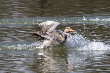 Sticker - The greylag goose spreading its wings on water. Anser anser is a species of large goose