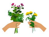 Fototapeta  - Cartoon women's hands holding and giving a bunch of meadow plants and flowers isolated on white. Vector illustration in flat style