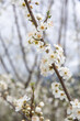 Flowering tree with white blooms in springtime. Floral background.