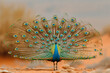a beautiful peacock dancing in a desert with enchanting background , a real sight to behold