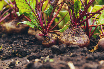 Wall Mural - Beet harvest in the garden. Selective focus.