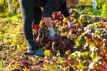 Wall Mural - Beet harvest in the garden. Selective focus.