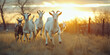 A group of goats in species-appropriate grazing in the backlight of a summer evening