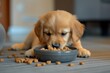 Dog eating kibble from a gray bowl, puppy eating at home, modern interior