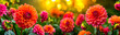 Closeup colorful dahlia flowers. Gardening and Flowering background. banner