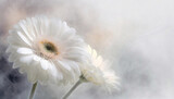 Fototapeta Kwiaty - Tapeta w kwiaty, biały kwiat, gerbera
