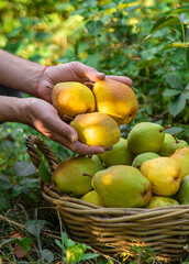 Wall Mural - Pear harvest in the garden. Selective focus.