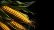 Golden ears of corn on dark isolated background