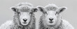 Two sheep facing forward with a grey background, in black and white.
