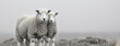 Two sheep standing together in a misty field, with a soft, muted background.