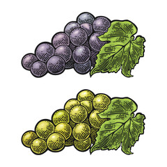 Wall Mural - Bunch of grapes with berry and leaves. Vintage engraving vector