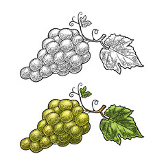 Wall Mural - Bunch of grapes with berry and leaves. Vintage engraving vector