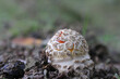 a fly agaric mushroom that is just above the ground with a few red spots in the white veil in a forest in autumn closeup