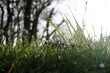 Nasse Graswiese mit Gänseblümchen und Wassertropfen vor Himmel und Bäumen bei Frost und Sonne am frühen Morgen im Frühling