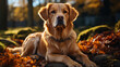A golden labrador, looking at his master with a peaceful look, like a faithful friend and satell