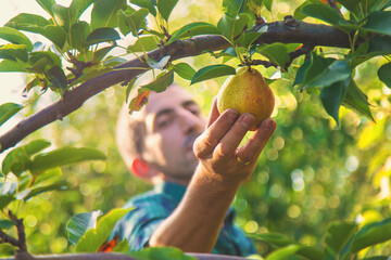 Wall Mural - Pear harvest in the garden. Selective focus.