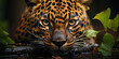 Jaguar's lifegently green eyes, hiding wild power and resistanc