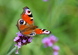 Fototapeta Londyn - butterfly on flower