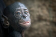 Young Bonobo Monkey happily smiling