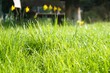 Garten Panorama mit nasser Graswiese und Wassertropfen vor Reihe mit gelben Narzissen und Gartenmöbeln aus Holz im Garten auf dem Land bei Sonne und Frost am Morgen im Frühling