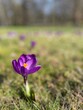 Krokus w trawie, wiosna, fioletowy kwiat, rozmyte tło