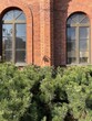 Ściana ceglanego budynku z krzewami roślinami sisną rosnącą przed