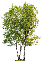 Wall Mural - tree isolated on white