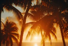 The Sun Is Setting Behind The Palm Trees