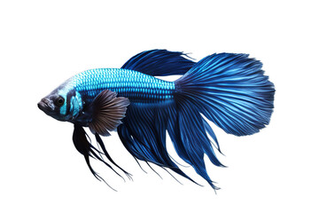 Wall Mural - fighting isolated black blue background fish betta aquarium aggressive siamese motion beauty art beautiful space nature pet exotic