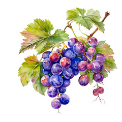 Canvas Print - bunch of grapes with leaves