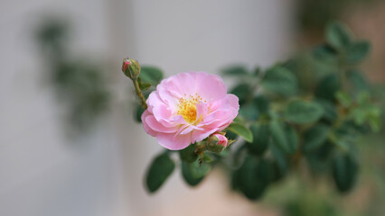 Wall Mural - A beautiful pink rose in full bloom