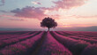 Lavender rows lines at sunset iconic Provence fields landscape
