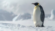 Majestic emperor penguin standing tall amidst vast expanse