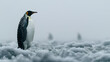 Majestic Emperor Penguin Amidst Vast Landscape