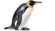 Penguin with isolated background perfect for versatile use
