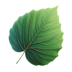 Wall Mural - Isolated Green Leaf on a Clear PNG Canvas, Generative AI