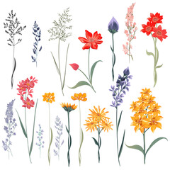 Poster - Beautiful vector set of hand drawn flowers in vintage style