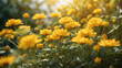Goldgelbe Blütenpracht unter strahlender Sonne im Garten