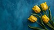 Bouquet of five yellow tulips with green leaves in bottom left corner on blue paper background. March 8 Women's Day. Mother's Day. Grandma Day. Happy Birthday. Ukrainian colors. Place for text