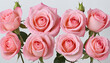 Blooming stages of pink rose flower on white background