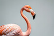Bird Flamingo isolated on a white background with clipping path. Full Depth of field. PNG.