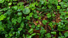 Green Ivy Leaves And Old Brown Leaves On The Ground For Spring