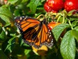 A colorful monarch butterfly on red rose hips