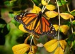 A colorful monarch butterfly on a autumn colored leaves